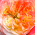 Galben - roz - Trandafir pentru straturi Grandiflora - Floribunda - Ros'Odile